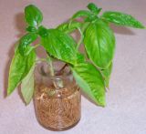 Basil Plant Photo